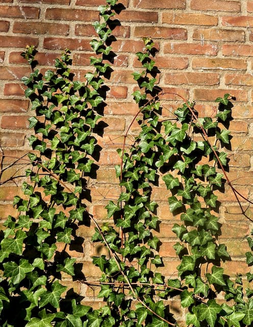 Ivy removal